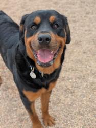 Shelter Stray Male Dog last seen Near BLOCK OGDEN CT, 12155 Park Blvd, Brighton, CO 80601, USA