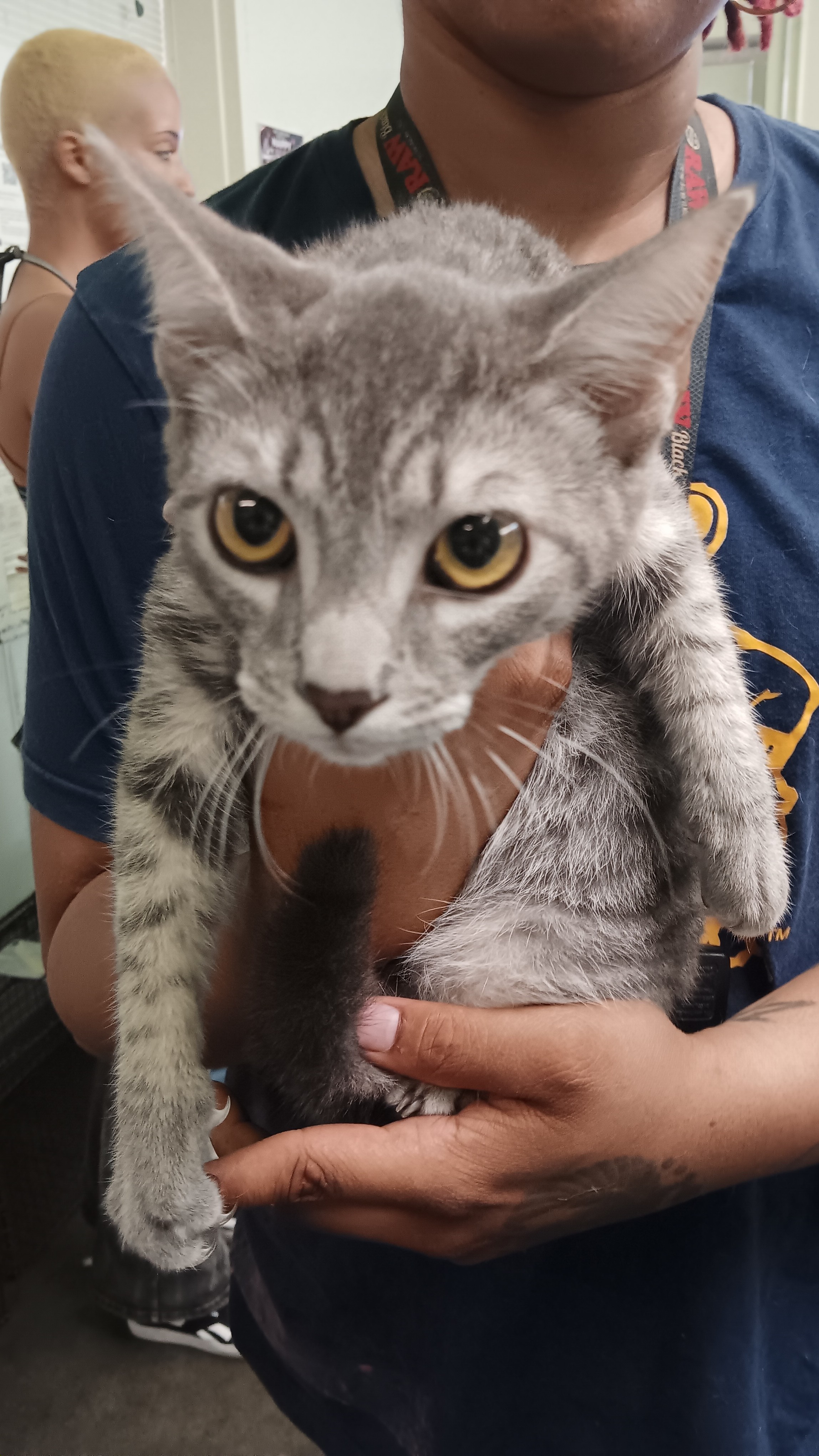 Shelter Stray Male Cat last seen , 1850 W 60th St, Los Angeles, CA 90047, USA