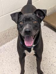 Shelter Stray Male Dog last seen Near BLOCK S 8TH AVE (GOODWILL), 12155 Park Blvd, Brighton, CO 80601, USA