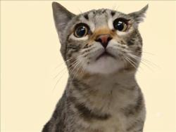 Shelter Stray Male Cat last seen , 1850 W 60th St, Los Angeles, CA 90047, USA