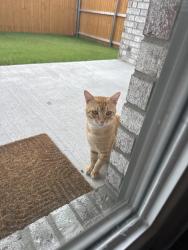 Found/Stray Male Cat last seen Turner rd, Collin County, TX 75069