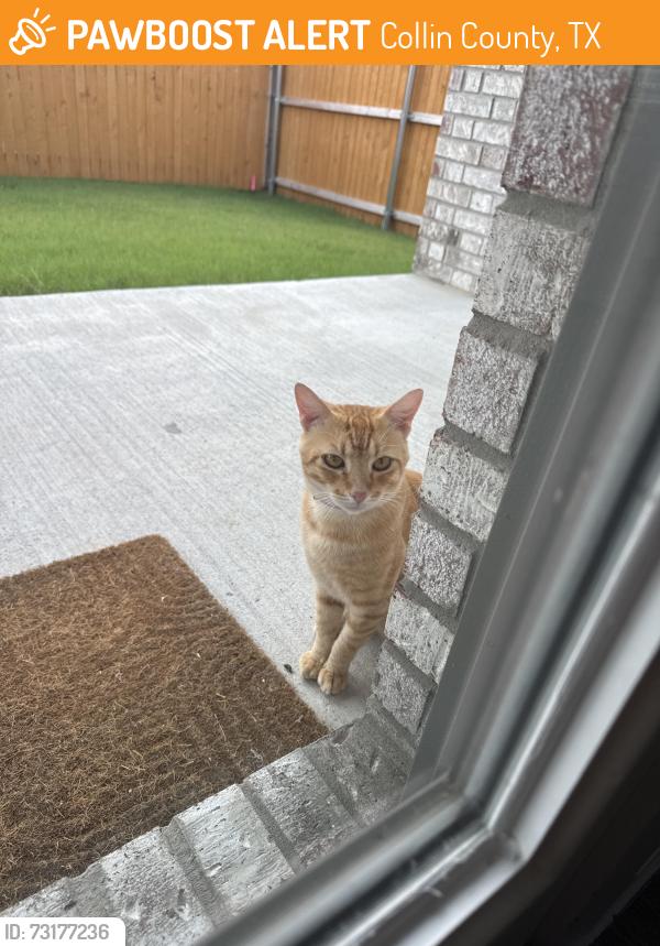 Found/Stray Male Cat last seen Turner rd, Collin County, TX 75069