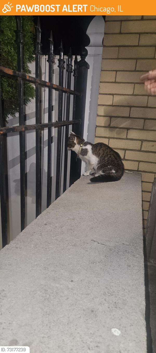 Found/Stray Female Cat last seen Near w. Medill, Chicago, IL 60639