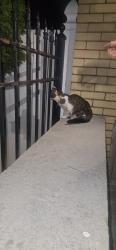 Found/Stray Female Cat last seen Near w. Medill, Chicago, IL 60639