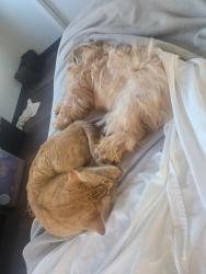 Lost Male Cat last seen Smsf club, Rockford, IL 61109