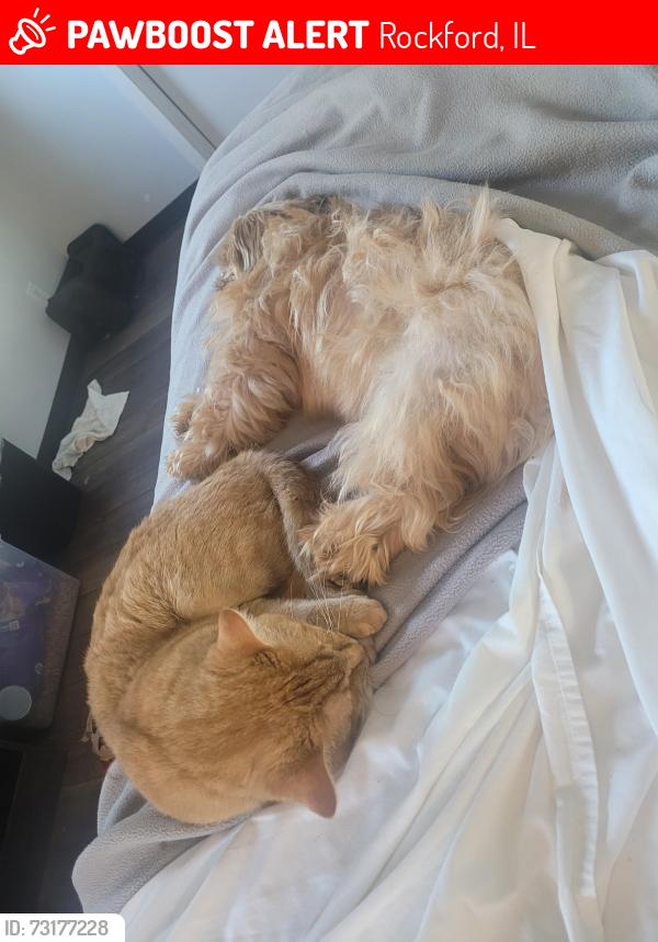 Lost Male Cat last seen Smsf club, Rockford, IL 61109