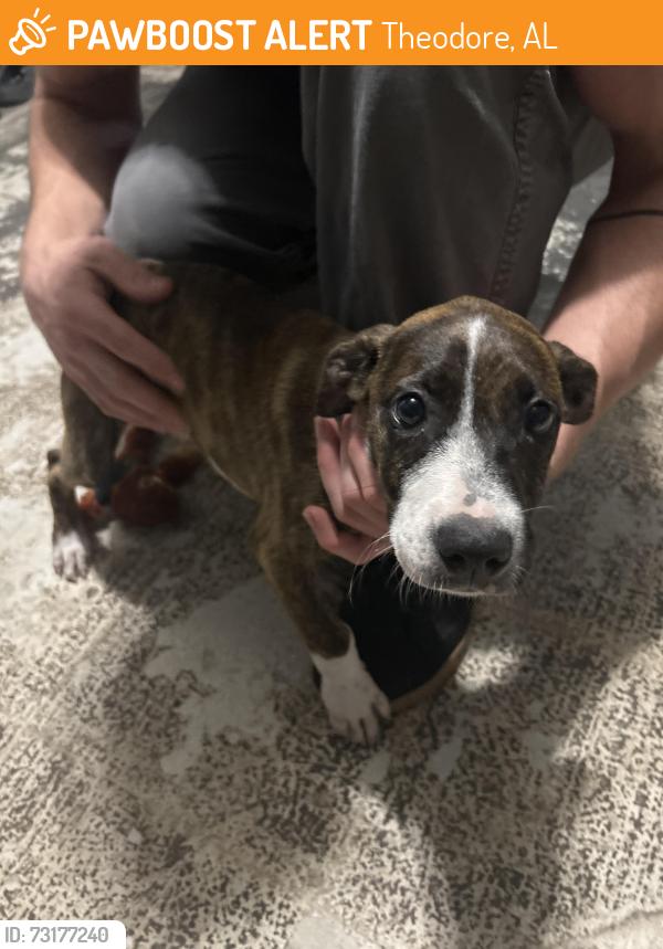 Found/Stray Female Dog last seen M&D Laundry, Theodore, AL 36582