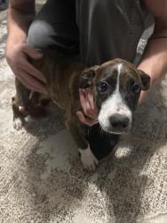 Found/Stray Female Dog last seen M&D Laundry, Theodore, AL 36582