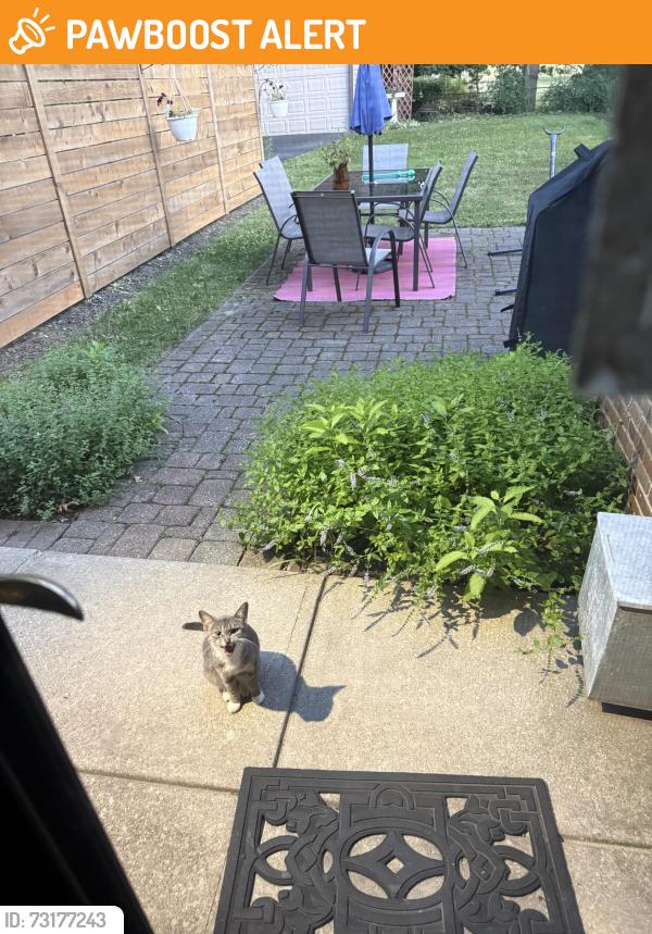 Found/Stray Unknown Cat last seen N taylor, Cleveland Heights, OH 44112