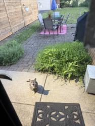 Found/Stray Unknown Cat last seen N taylor, Cleveland Heights, OH 44112