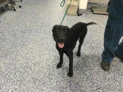 Shelter Stray Male Dog last seen Near BLOCK PETLAND PL, 72050 Pet Land Pl, Thousand Palms, CA 92276, USA
