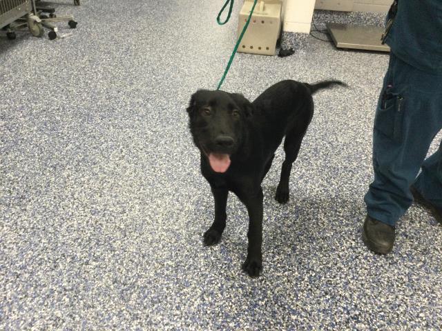 Shelter Stray Male Dog last seen Near BLOCK PETLAND PL, 72050 Pet Land Pl, Thousand Palms, CA 92276, USA