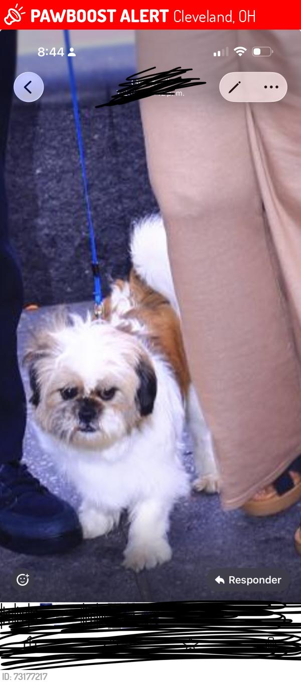 Lost Male Dog last seen 94th st Cleveland oh 44102, Cleveland, OH 44102