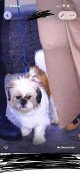 Lost Male Dog last seen 94th st Cleveland oh 44102, Cleveland, OH 44102