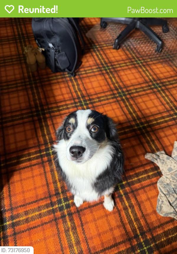 Reunited Female Dog last seen On Benton Road Grand Ledge Michigan between St. Joe and Mount Hope, Grand Ledge, MI 48837