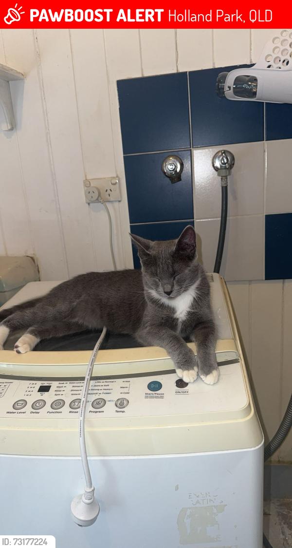 Lost Female Cat last seen beddoes st // Craddock st, Holland Park, QLD 