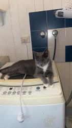 Lost Female Cat last seen beddoes st // Craddock st, Holland Park, QLD 