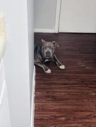 Reunited Male Dog last seen Kirby Pkwy and Winchester Rd, Memphis, TN 38119