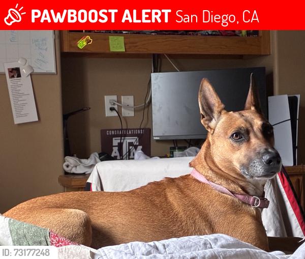 Lost Female Dog last seen Cherokee ave, San Diego, CA 92104
