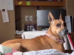 Lost Female Dog last seen Cherokee ave, San Diego, CA 92104