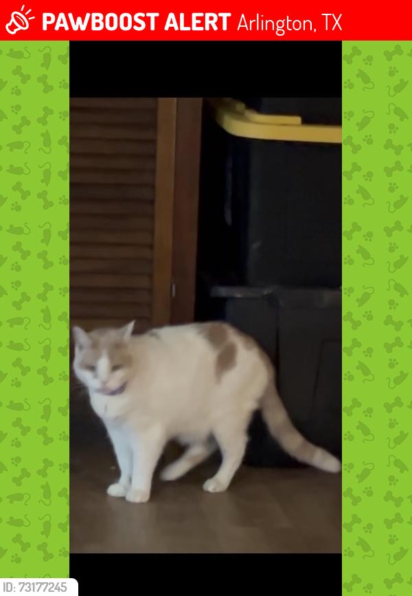 Lost Male Cat last seen Quail/Perkins, Arlington, TX 76016