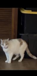 Lost Male Cat last seen Quail/Perkins, Arlington, TX 76016