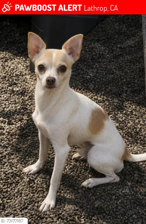 Lost Male Dog last seen Woodfield park, Avon ave, Lathrop, CA 95330