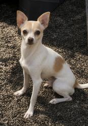 Lost Male Dog last seen Woodfield park, Avon ave, Lathrop, CA 95330