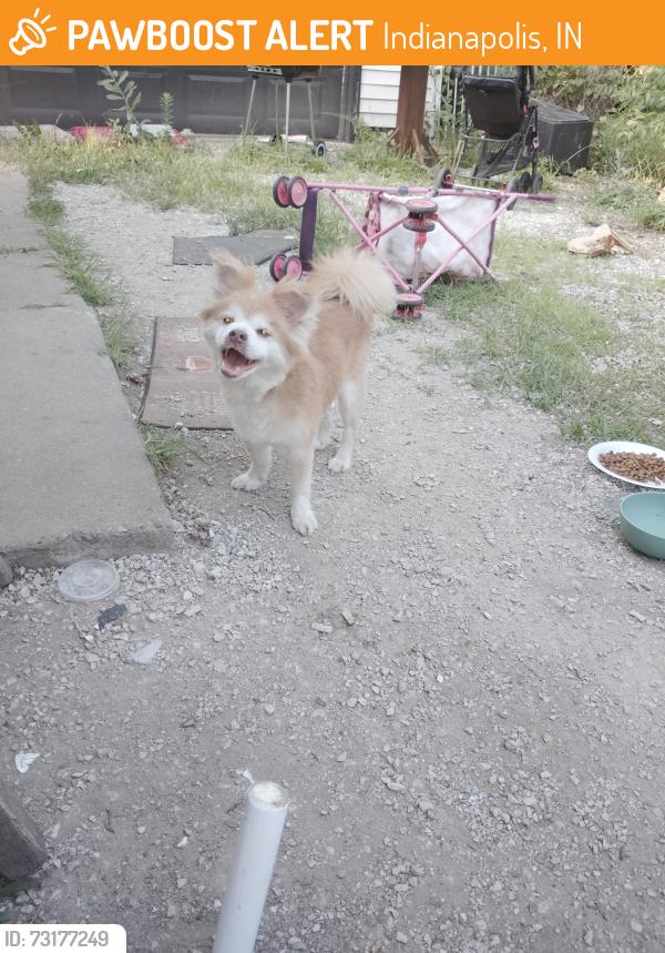 Found/Stray Male Dog last seen Falcon and breton, Indianapolis, IN 46222