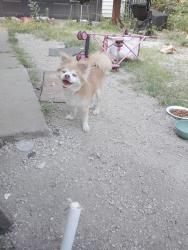 Found/Stray Male Dog last seen Falcon and breton, Indianapolis, IN 46222