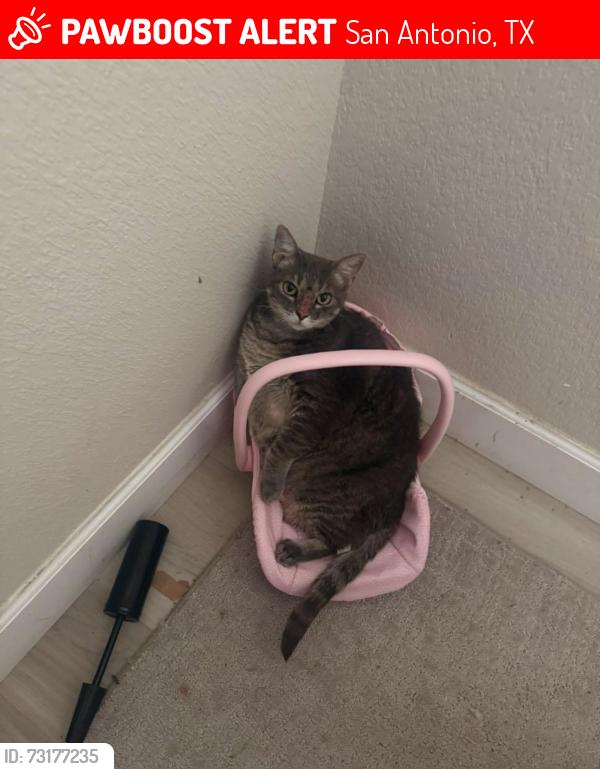 Lost Female Cat last seen Champions Gate & Kyle Seale Parkway- Hills of Rivermist subdivision, San Antonio, TX 78249