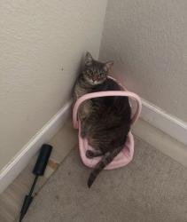 Lost Female Cat last seen Champions Gate & Kyle Seale Parkway- Hills of Rivermist subdivision, San Antonio, TX 78249