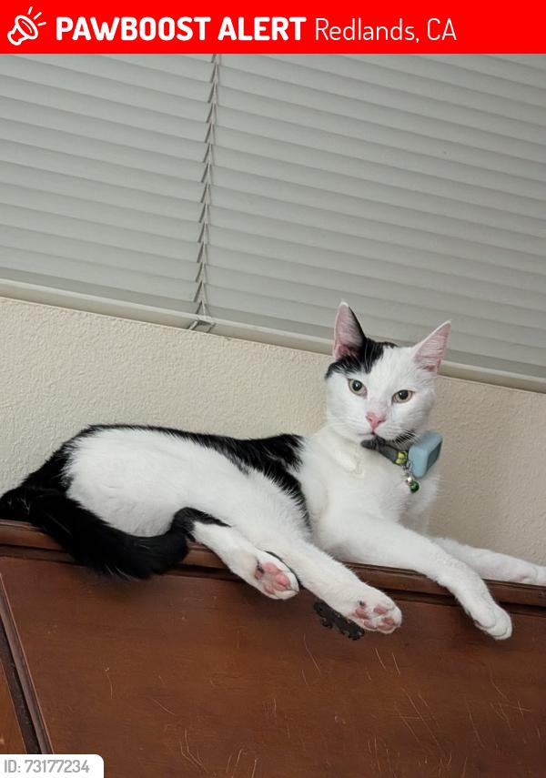 Lost Male Cat last seen Ford and Fernwood, Redlands 92374, Redlands, CA 92374