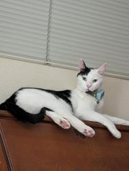 Lost Male Cat last seen Ford and Fernwood, Redlands 92374, Redlands, CA 92374
