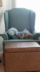 Lost Female Cat last seen 15th and Peralta, Oakland, CA 94607