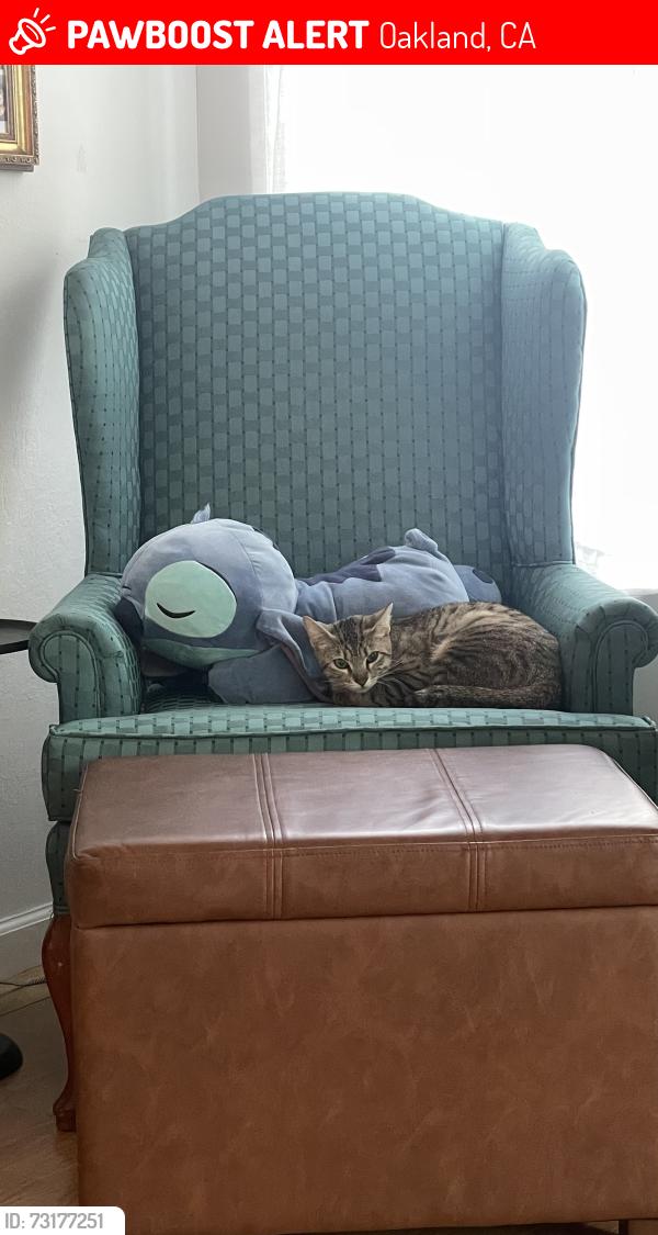 Lost Female Cat last seen 15th and Peralta, Oakland, CA 94607