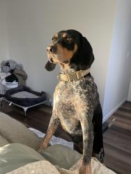 Reunited Female Dog last seen Calhoun Hwy, Shannon, GA 30161