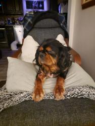 Reunited Male Dog last seen 31st and Chestnut Avenue, Newport News, VA 23607
