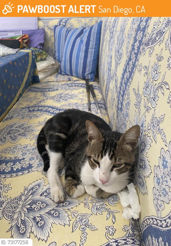 Found/Stray Male Cat last seen San Gorgonio, San Diego, CA 92106