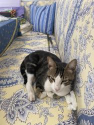 Found/Stray Male Cat last seen San Gorgonio, San Diego, CA 92106