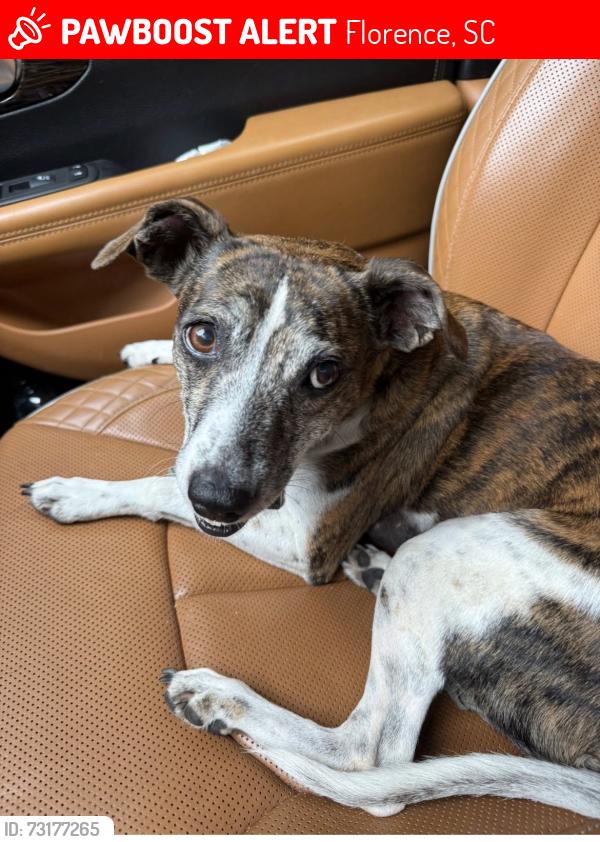 Lost Female Dog last seen Cherokee and Edisto drive, Florence, SC 29501