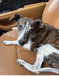 Lost Female Dog last seen Cherokee and Edisto drive, Florence, SC 29501