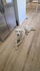 Reunited Female Dog last seen Dunkirk, Aurora, CO 80013