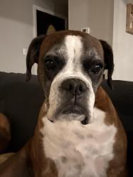 Lost Female Dog last seen Bluebird lane, Esther rd, murdocksville rd, Moore County, NC 27376