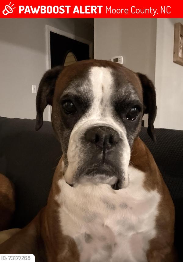 Lost Female Dog last seen Bluebird lane, Esther rd, murdocksville rd, Moore County, NC 27376
