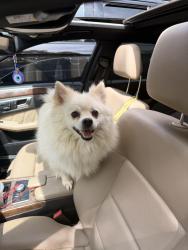 Found/Stray Female Dog last seen corner of E Piedmont Rd & Hilltop Overlook Dr., Marietta, GA 30062