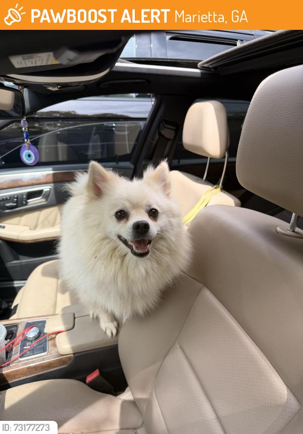 Found/Stray Female Dog last seen corner of E Piedmont Rd & Hilltop Overlook Dr., Marietta, GA 30062