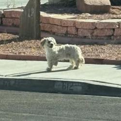 Found/Stray Unknown Dog last seen Carpenter Dr, Las Vegas, NV 89107