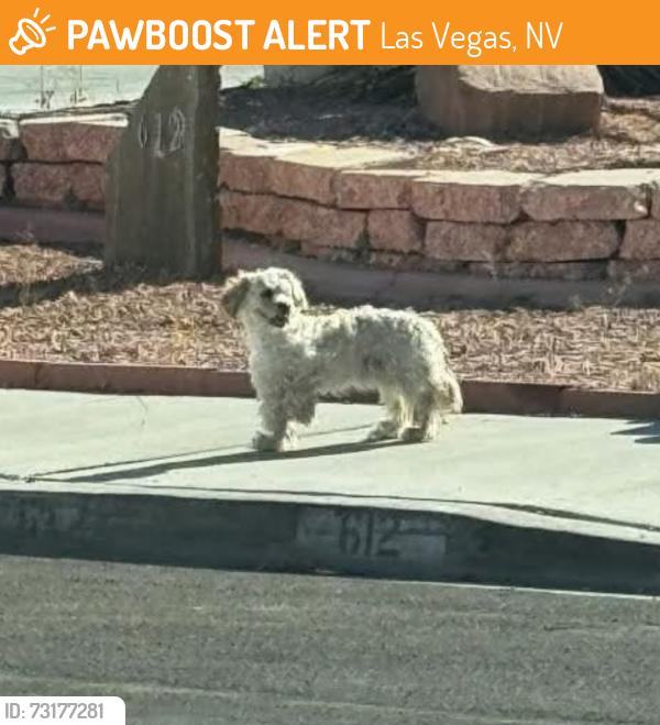 Found/Stray Unknown Dog last seen Carpenter Dr, Las Vegas, NV 89107