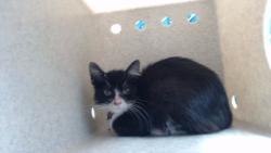 Shelter Stray Female Cat last seen , 11258 Garfield Ave, Downey, CA 90242, USA